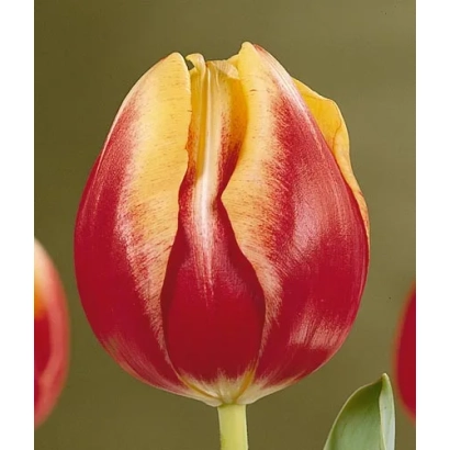 Тюльпан с красно-желтыми лепестками на размытом фоне - Доw Джонс