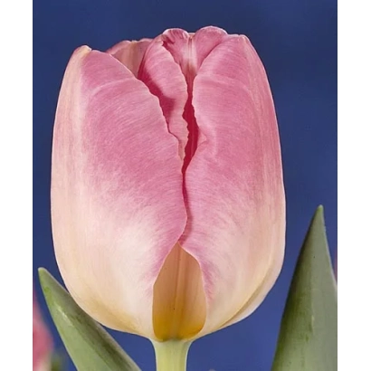 Розовый тюльпан на синем фоне - Дрим Шов