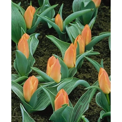 Тюльпаны оранжевого цвета в земле - Дрэамбоат
