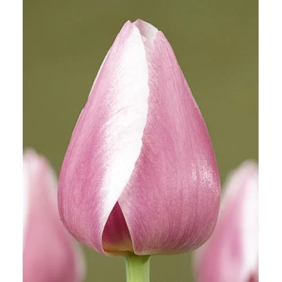 Тюльпан розового цвета на зелёном фоне - Дрэаминг Маид