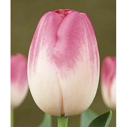 Тюльпан сорта Дрэамланд на зелёном фоне