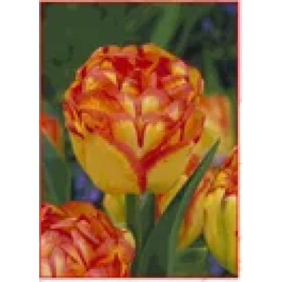 Тюльпаны сорта Дрэамлинэ на фоне зелени