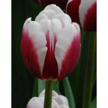 Тюльпан сорта Дрэамловэр с красно-белыми лепестками на зелёном фоне