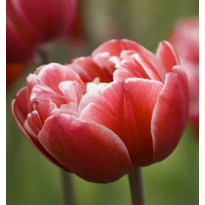 Крупный план красных тюльпанов Друмлинэ на фоне зелени