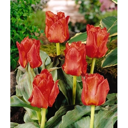 Красные тюльпаны на фоне зелени - Дуббэлэ Роодкапе