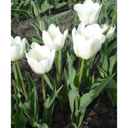 Белые тюльпаны в цветнике - Дюк оф Вэллингтон