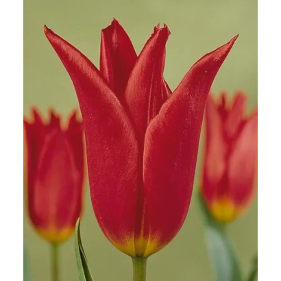Красные тюльпаны Dianito на зелёном фоне - Дианито