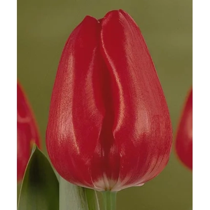 Красный тюльпан сорта Динамит