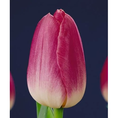 Тюльпан сорта Династи на темном фоне