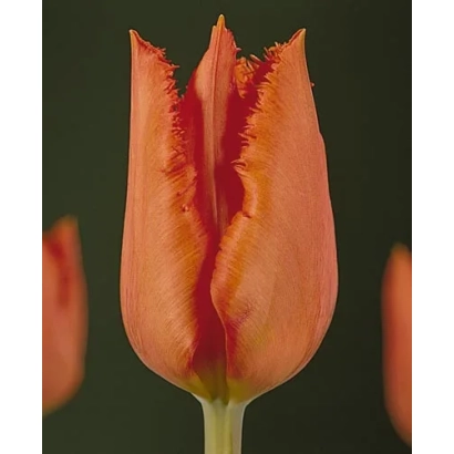 Тюльпан оранжевого цвета с текстурными лепестками на темном фоне - Дирам Парк