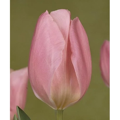 Розовый тюльпан сорта Early Glory на зелёном фоне - Эрли Глори