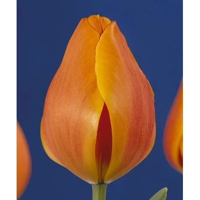 Early Light tulip on blue background