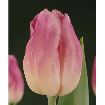 Тюльпан сорта Эрли Сенсайшен на темном фоне