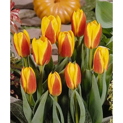 Тюльпаны сорта Эрли Стар с красно-желтыми лепестками на фоне тыквы