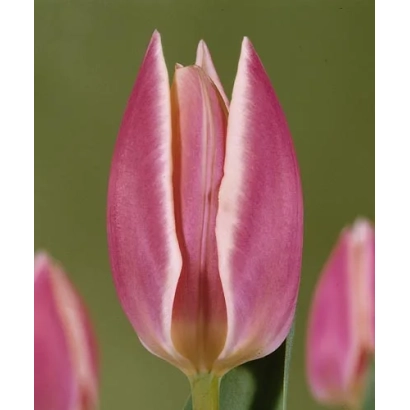 Тюльпан сорта Эрли Сурпрайс на зелёном фоне