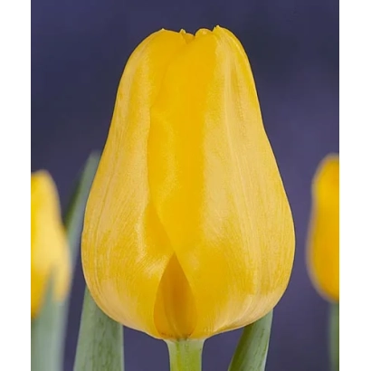 Желтый тюльпан на фиолетовом фоне - Эрли Елов