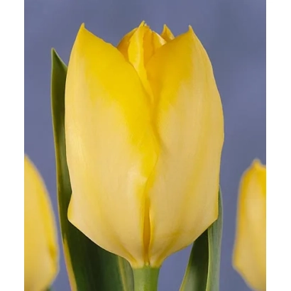 Yellow tulip on blue background - Easter Moon
