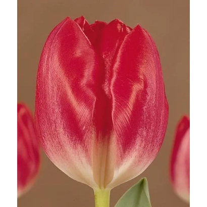 Красный тюльпан сорта Эстерн Пэарл на нейтральном фоне