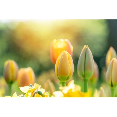 Тюльпаны на фоне солнечного света - Эффект / Ефект