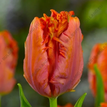 Tulip variety Ego Parrot against green background