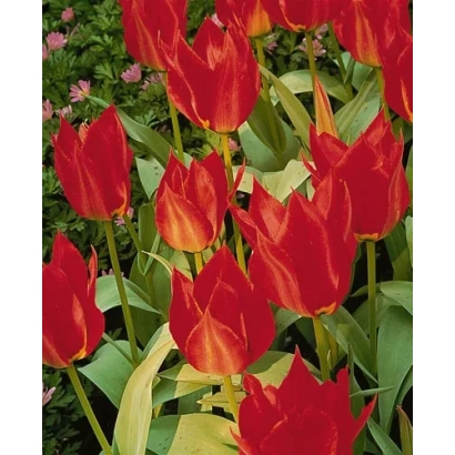 Red tulips against green foliage - Eichleri