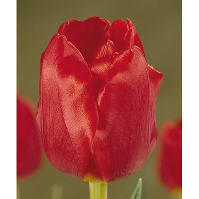 Red tulip against green background - Eire