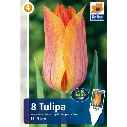 Tulip El Nino on packaging