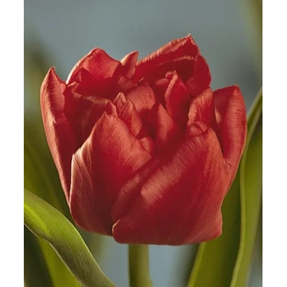 Red tulip variety Electra