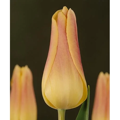 Tulip variety Elegant Lady on dark background