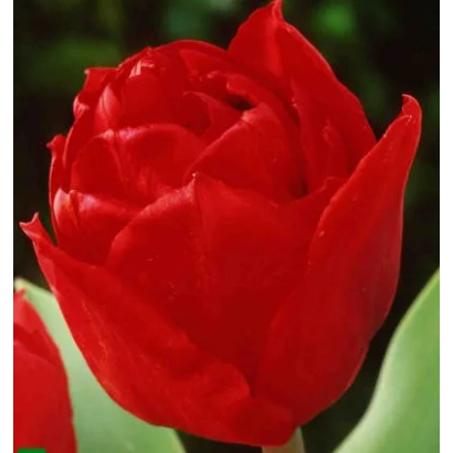 Red tulip variety Elisabeth