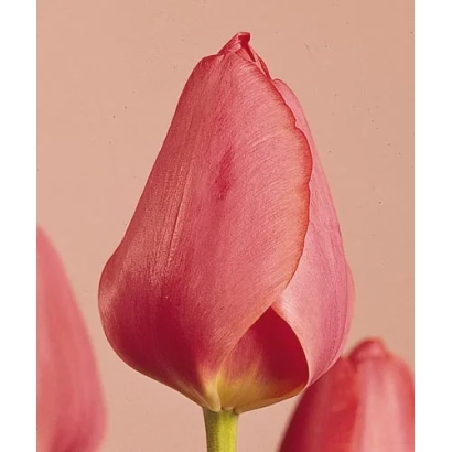 Pink tulip on pink background - Elisabeth Arden