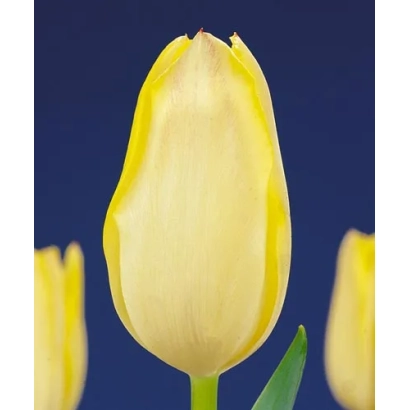 Yellow tulip on blue background - Ellen Willmott