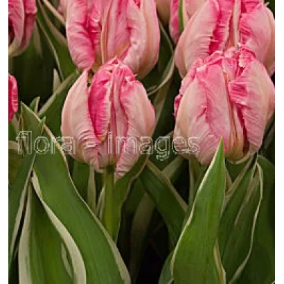 Tulips of the Elsenburg variety against green foliage