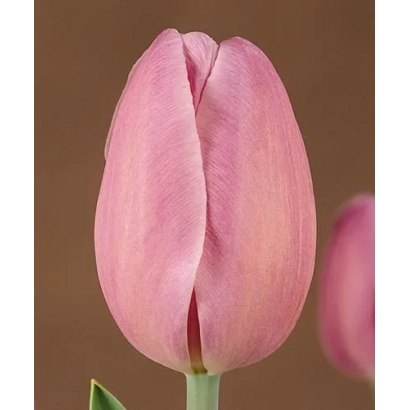 Pink tulip variety Elsie