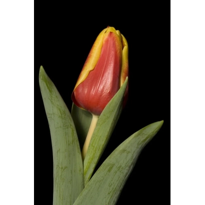 Tulip with red-yellow bud on black background - Enkhuizen