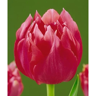 Close-up of a red tulip against a green background - Erfurt