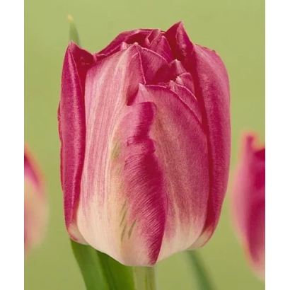 Eros tulip on green background