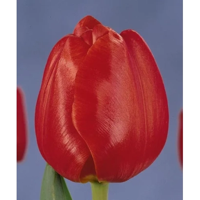 Red tulip on blue background - Escape