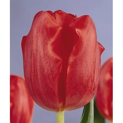 Red Esmeralda tulip on a purple background
