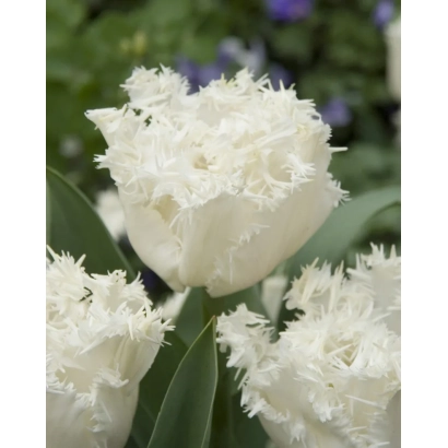 White tulips with ruffled petals against a green background - Estafette