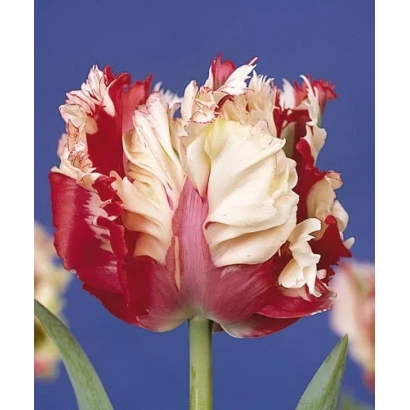 Tulip variety Estella Rijnveld on blue background