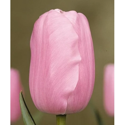Pink tulip on blurred background - Esther