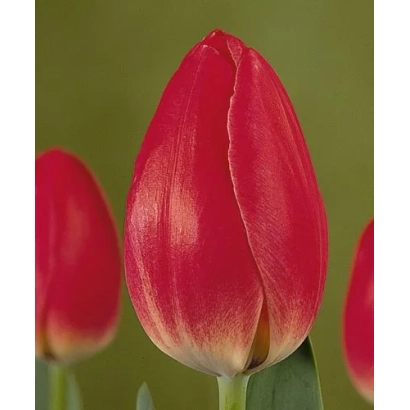 Red tulip on green background - Eurostar