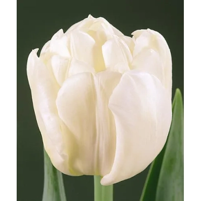 White Evita tulip on dark background