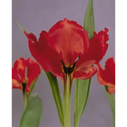 Red tulips on a light gray background - Exotic Bird