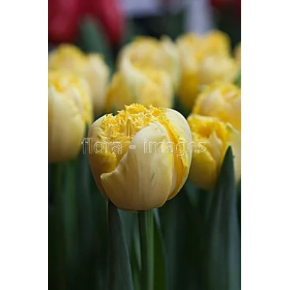 Yellow tulips of the Exotic Sun variety against green foliage