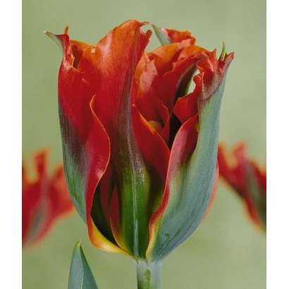 Close-up of a red tulip of the Eye Catcher variety against a blurred background