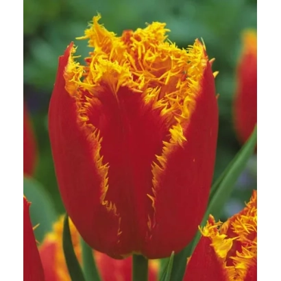 Red tulip with yellow edges - Fabio