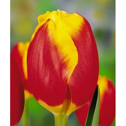 Tulip Falcon with red and yellow petals against a green background