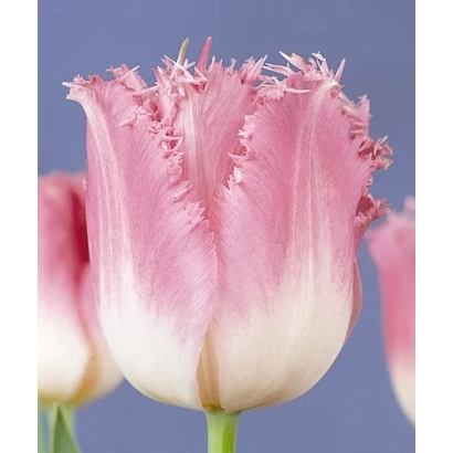 Pink tulips of the Fancy Frills variety on a purple background